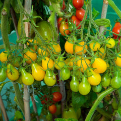 Seminte de tomate Yellow Pearshaped, 0,5 grame