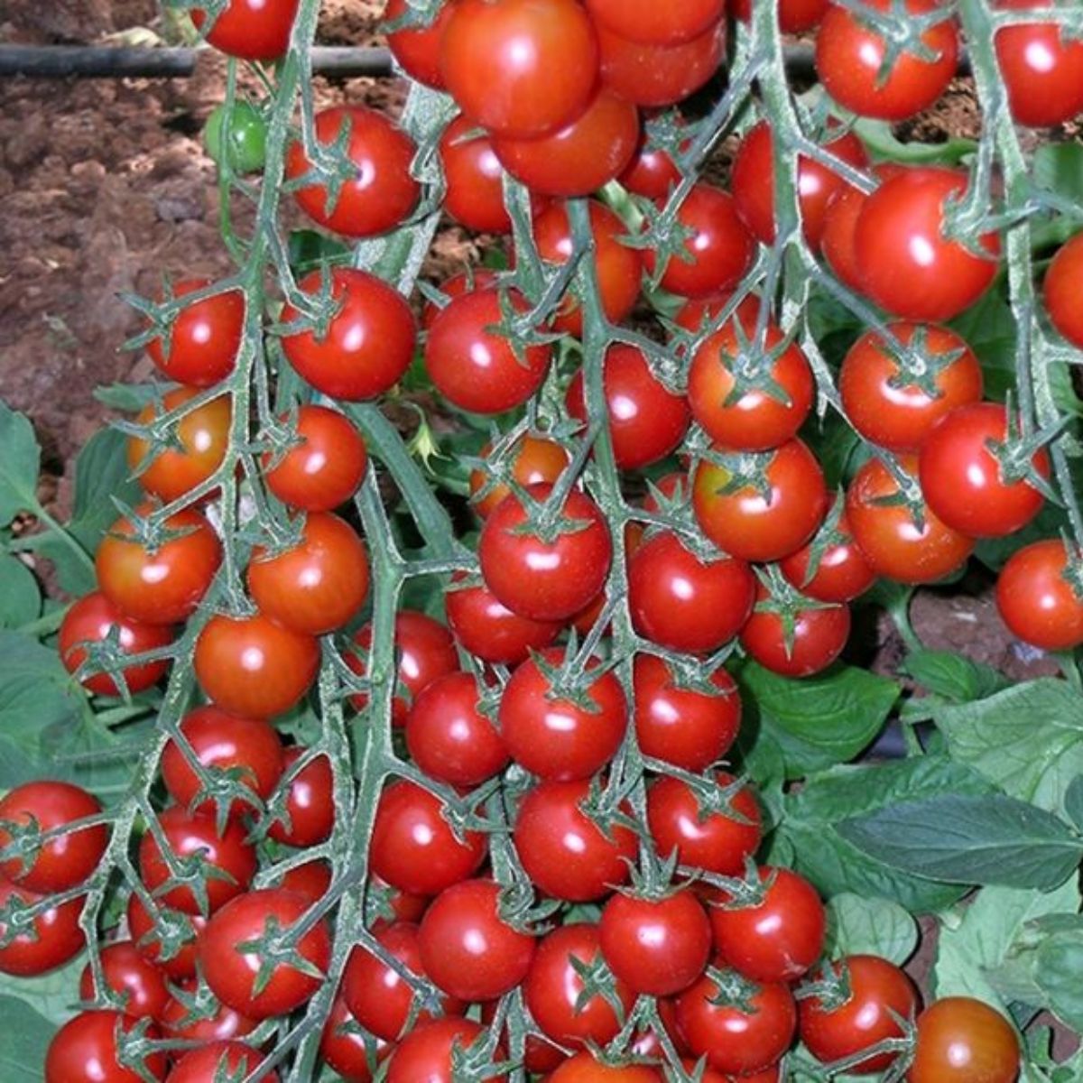 Seminte de tomate YENICERI F1, 250 seminte, YUKSEL, 1, hectarul.ro