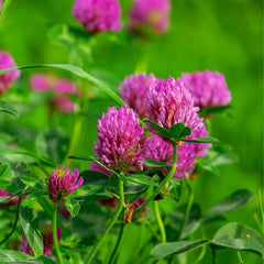 Seminte de trifoi rosu PASIEKA, 1 kilogram