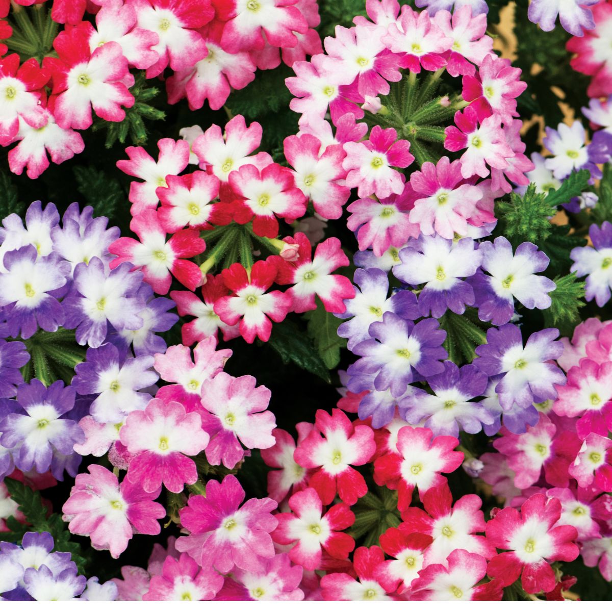 Seminte de Urzicuta (Verbena) 0.3 grame, 1, hectarul.ro