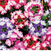 Hectarul - Seminte de Urzicuta (Verbena) 0.3 grame