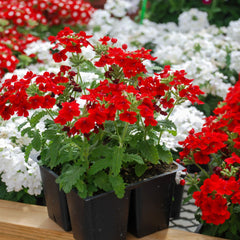 Seminte de Urzicuta (Verbena) 0.3 grame