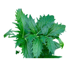 Seminte de Valeriana, 0.2 grame FLORIAN