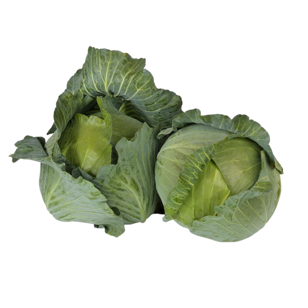 Seminte de varza alba Agressor F1, 2500 seminte SYNGENTA, 1, hectarul.ro