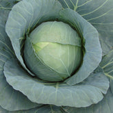 Hectarul - Seminte de varza alba Bucharest F1, 10000 seminte