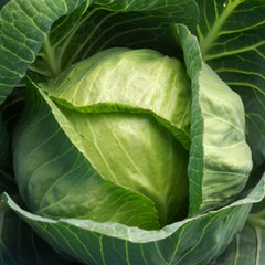 Seminte de varza alba Gloria F1, 2500 seminte SYNGENTA