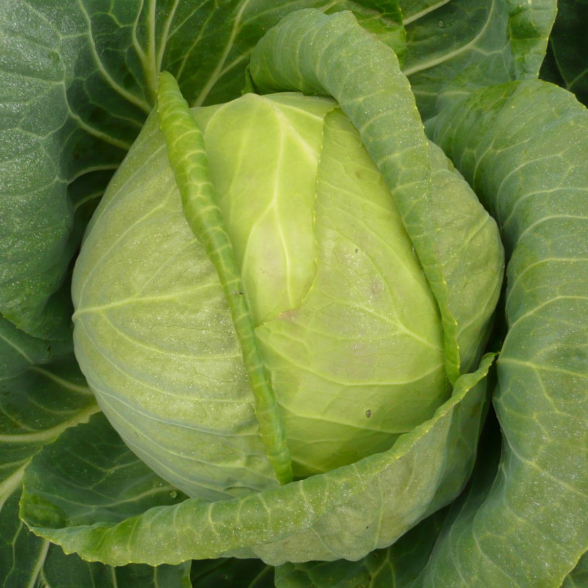 Seminte de varza alba Gregorian f1, 2500 seminte SYNGENTA, 1, hectarul.ro