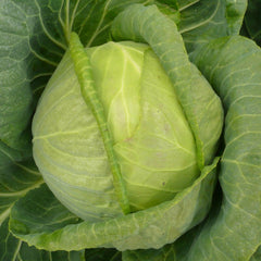 Seminte de varza alba Gregorian f1, 2500 seminte SYNGENTA