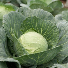 Seminte de varza alba Kilagreg F1, 2500 seminte SYNGENTA