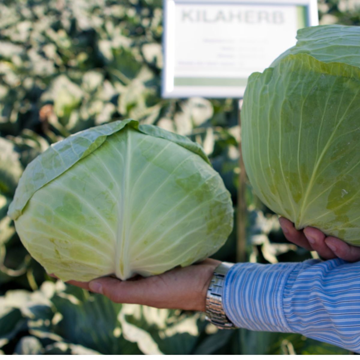 Seminte de varza alba Kilaherb F1, 2500 seminte SYNGENTA, 1, hectarul.ro