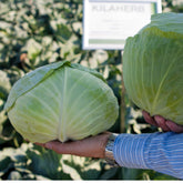 Hectarul - Seminte de varza alba Kilaherb F1, 2500 seminte SYNGENTA