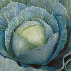 Seminte de varza alba Kilaherb F1, 2500 seminte SYNGENTA