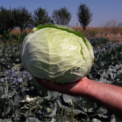 Seminte de varza alba Mavunor F1, 2500 seminte SYNGENTA