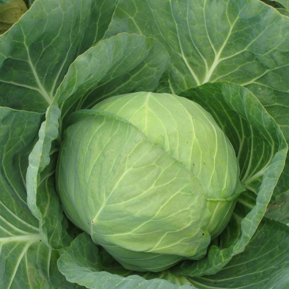 Seminte de varza alba Mirror f1, 2500 seminte SYNGENTA, 1, hectarul.ro