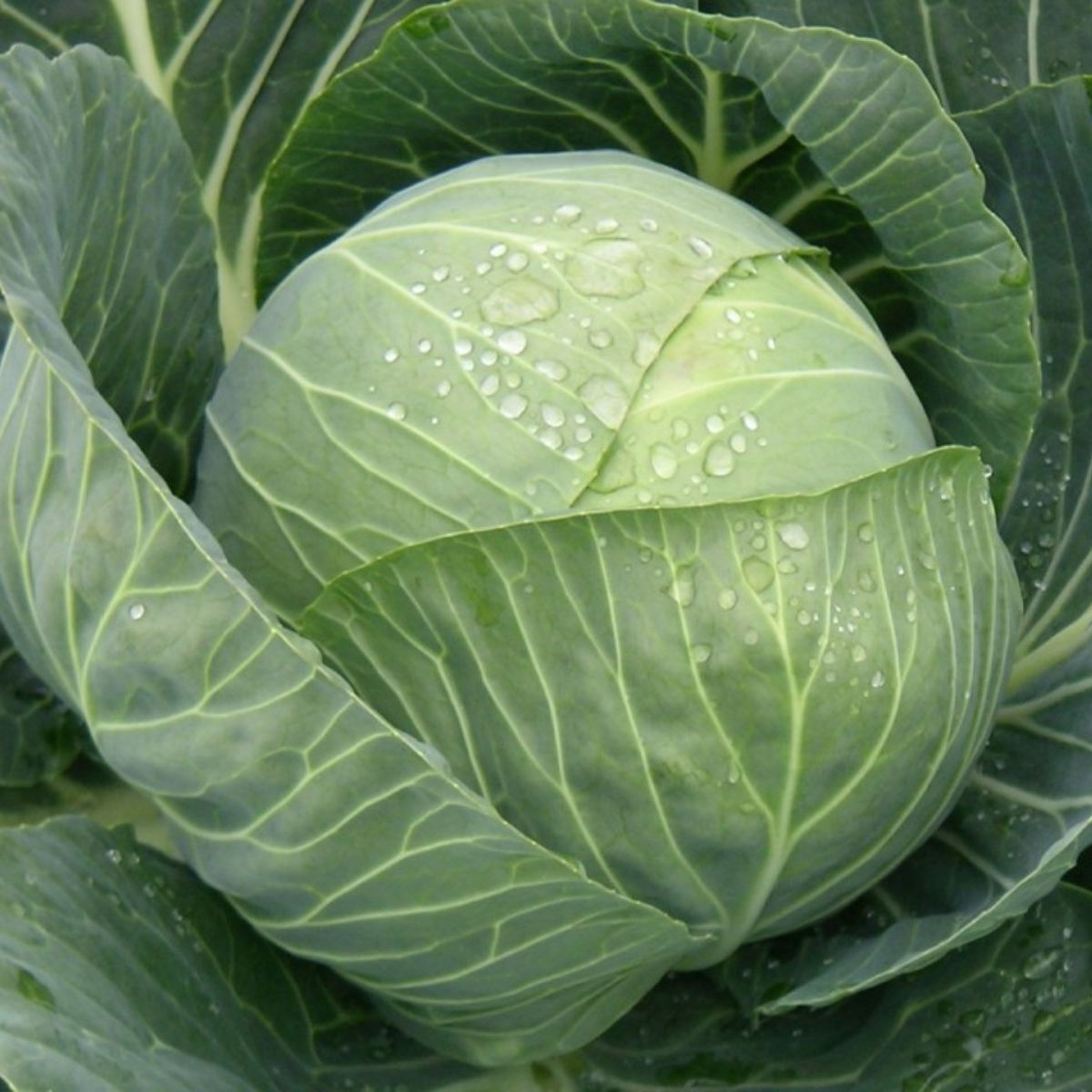 Seminte de varza alba Pandion F1, 1000 seminte, 1, hectarul.ro