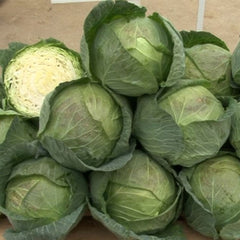 Seminte de varza alba Pruktor CMS F1, 2500 seminte SYNGENTA