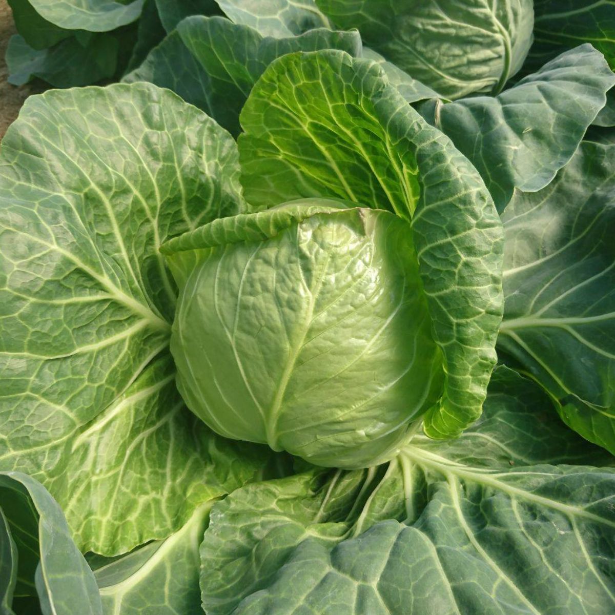 Seminte de varza alba Rapidion F1, 1000 seminte, 1, hectarul.ro