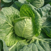 Hectarul - Seminte de varza alba Rapidion F1, 1000 seminte