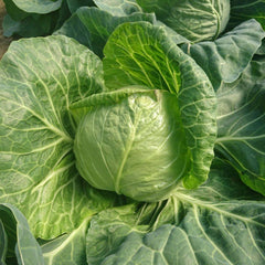 Seminte de varza alba Rapidion F1, 1000 seminte