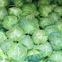 Seminte de varza alba Rapidion F1, 1000 seminte