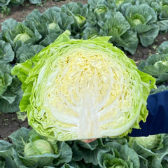 Seminte de varza alba Vettel F1, 2500 seminte SYNGENTA