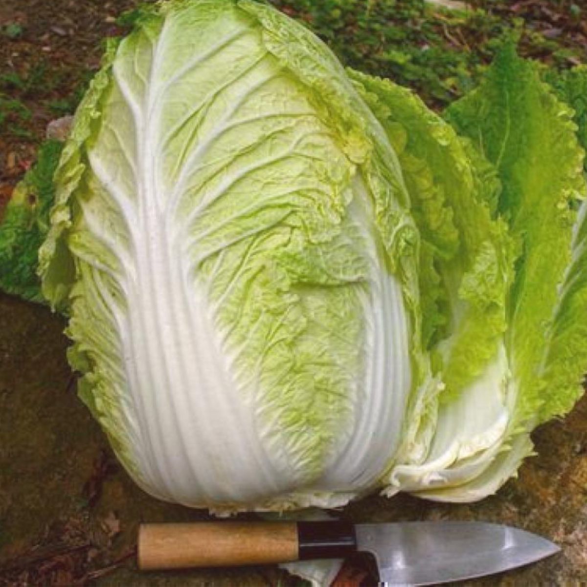 Seminte de varza Chinezeasca Hilton- 1 gram OPAL, 1, hectarul.ro