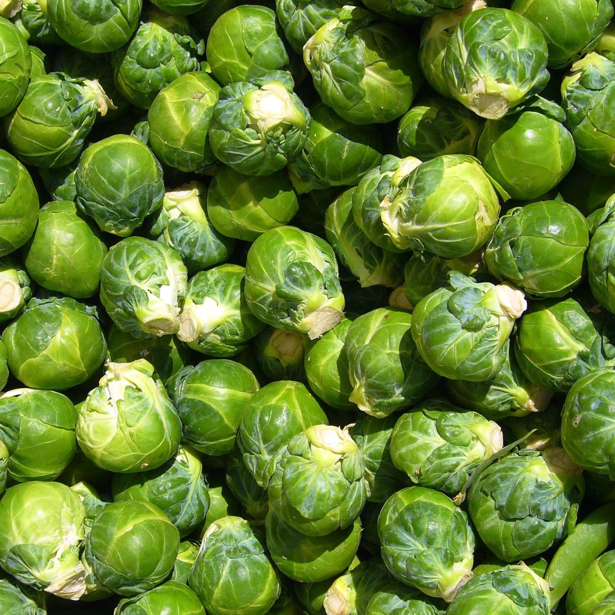 Seminte de varza de bruxelles- 3 grame OPAL, 1, hectarul.ro