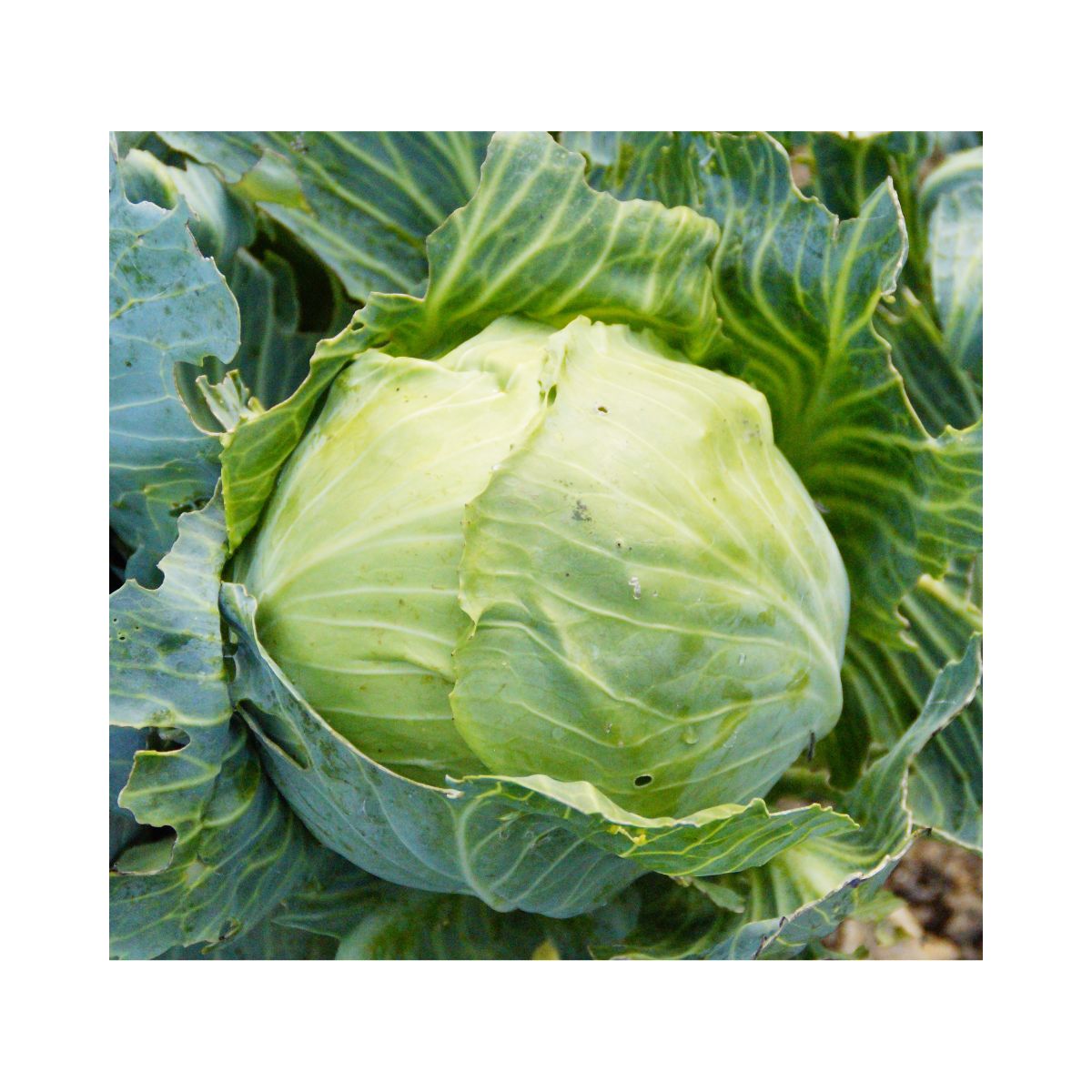 Seminte de varza Ditmarscher, 10 grame, 1, hectarul.ro