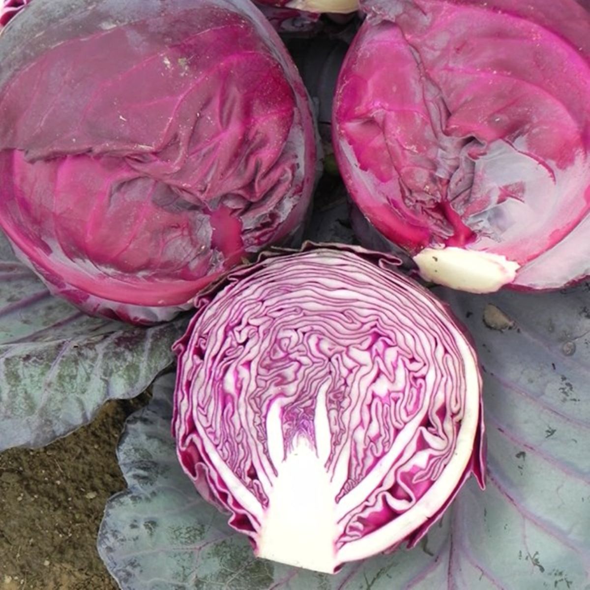 Seminte de varza rosie Red Dinasty F1, 1000 seminte, 1, hectarul.ro