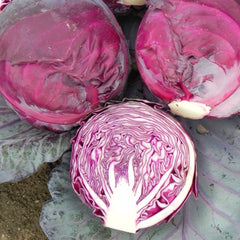 Seminte de varza rosie Red Dinasty F1, 1000 seminte