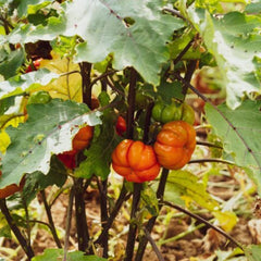 Seminte de vinete decorative, 15 seminte, FLORIAN