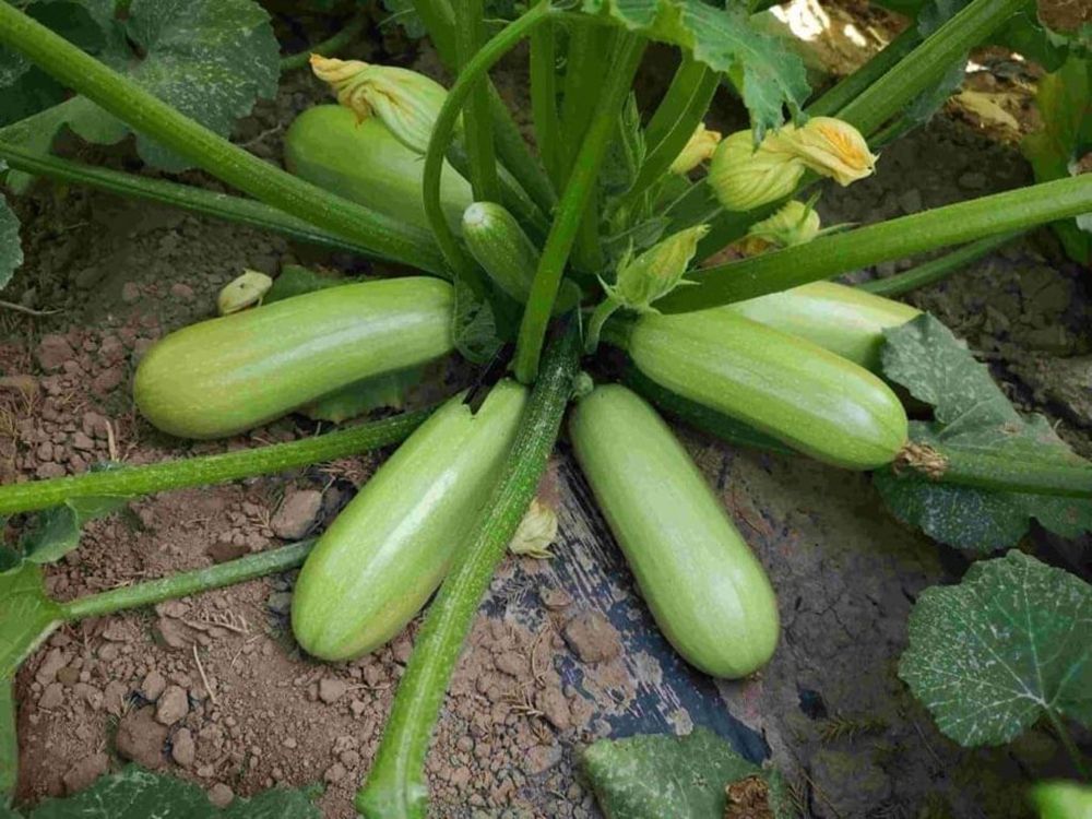 Seminte Dovlecel Summer Ace F1 - 50 sem, HEKTAR SEEDS, 1, hectarul.ro