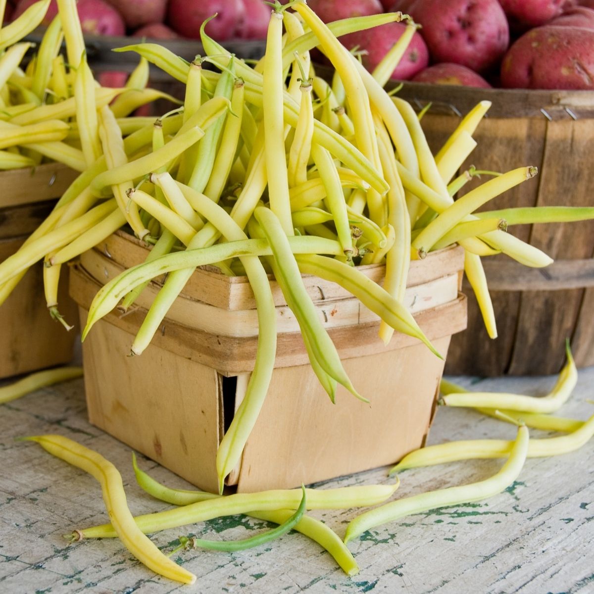 Seminte Fasole pitica galbena rotunda Aurie de Turda TRATAT AGROSEM 30 g, 1, hectarul.ro