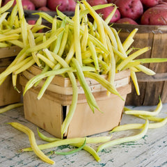 Seminte Fasole pitica galbena rotunda Aurie de Turda TRATAT AGROSEM 30 g