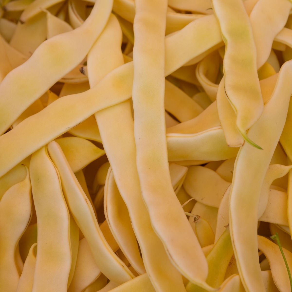 Seminte Fasole pitica galbena�lata Capitano TRATAT AGROSEM 100 g, 1, hectarul.ro