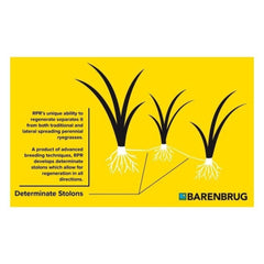 Seminte Gazon RAPIDE 5 KG