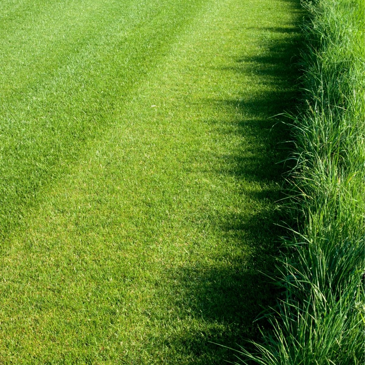 Seminte Gazon REGENERATOR AGROSEM 1 Kg, 1, hectarul.ro