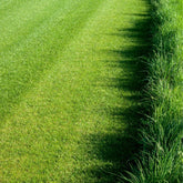 Hectarul - Seminte Gazon REGENERATOR AGROSEM 1 Kg