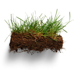 Seminte Gazon REGENERATOR AGROSEM 1 Kg