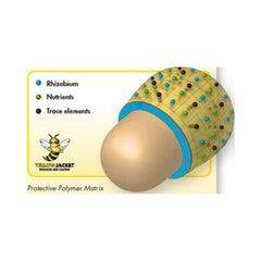 Seminte Lucerna BARENBRUG inoculata cu bacterii benefice tip Rhizobium, Alexis, 25 kg