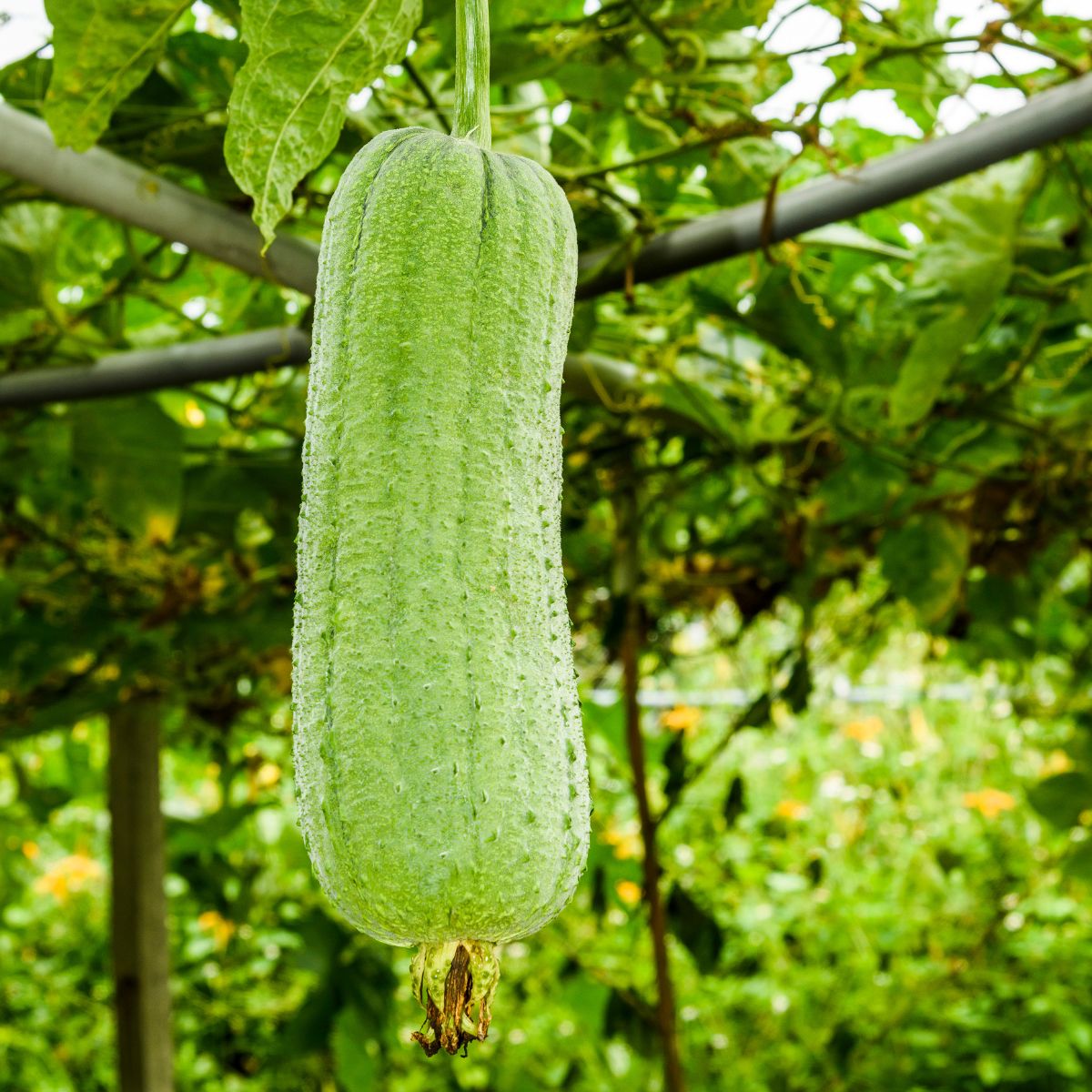 Seminte Luffa (castravete tip burete de baie) 1 gram OPAL, 1, hectarul.ro