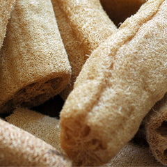 Seminte Luffa (castravete tip burete de baie) 1 gram OPAL