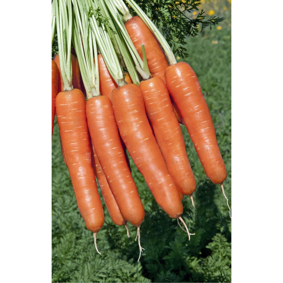 Seminte Morcov BOLERO F1 VILMORIN 25000 seminte, 1, hectarul.ro