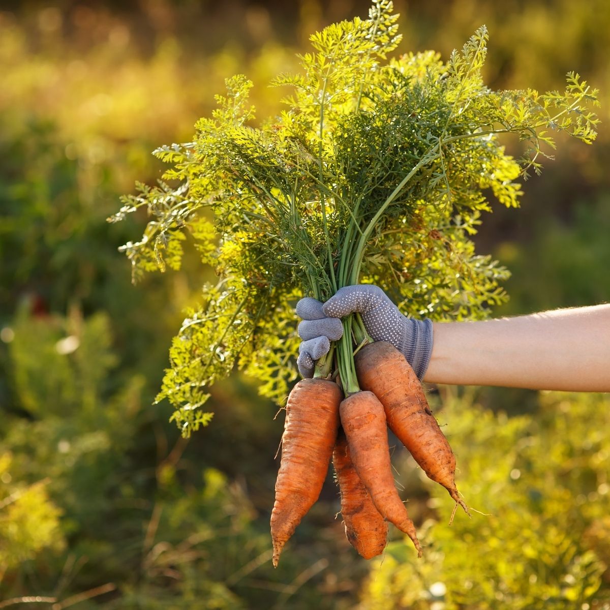 Seminte Morcov Chantenay Red Cored AGROSEM 25 g, 1, hectarul.ro