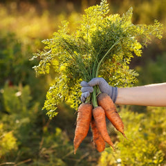 Seminte Morcov Chantenay Red Cored AGROSEM 25 g