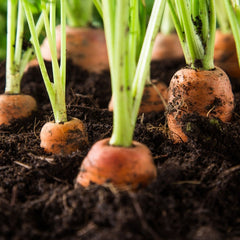 Seminte Morcov Chantenay Red Cored AGROSEM 25 g