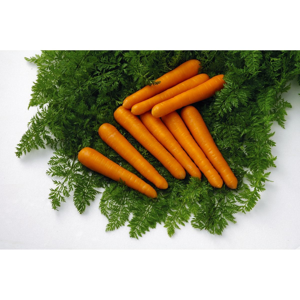 Seminte Morcov MAESTRO F1 VILMORIN 25000 seminte, 1, hectarul.ro