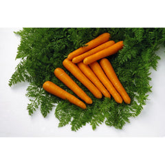 Seminte Morcov MAESTRO F1 VILMORIN 25000 seminte