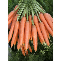 Seminte Morcov PRESTO F1 VILMORIN 25000 seminte