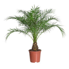 Seminte Palmier Phoenix, 5 gram FLORIAN